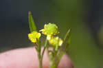 Low spearwort